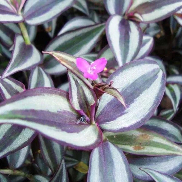 Tradescantia Zebrina