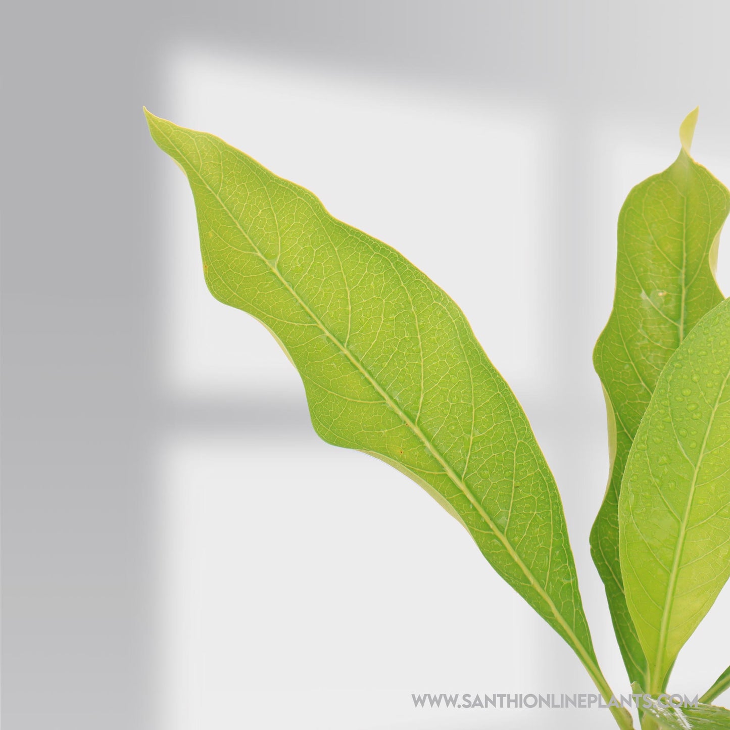 Morinda Citrifolia-Manjanathi-Nuna