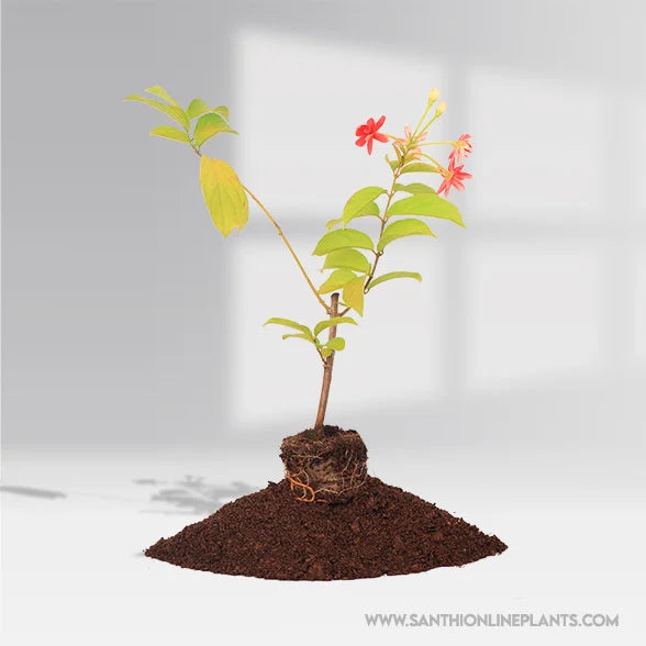 Rangoon Creeper Multi-Madhumalti