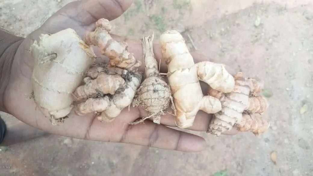 Modified Underground Stem – Medicinal Rhizomes(GINGER & TURMERIC)