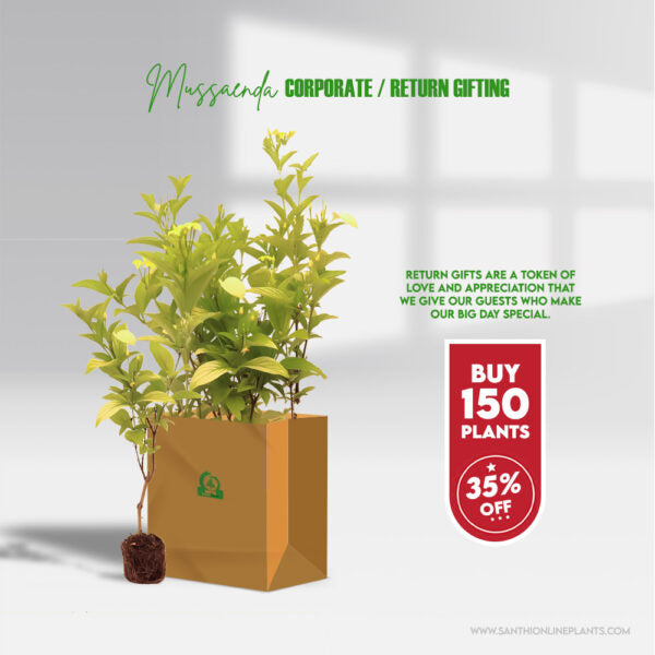 Cute Bright Mussaenda Plant beauties for birthday gifts