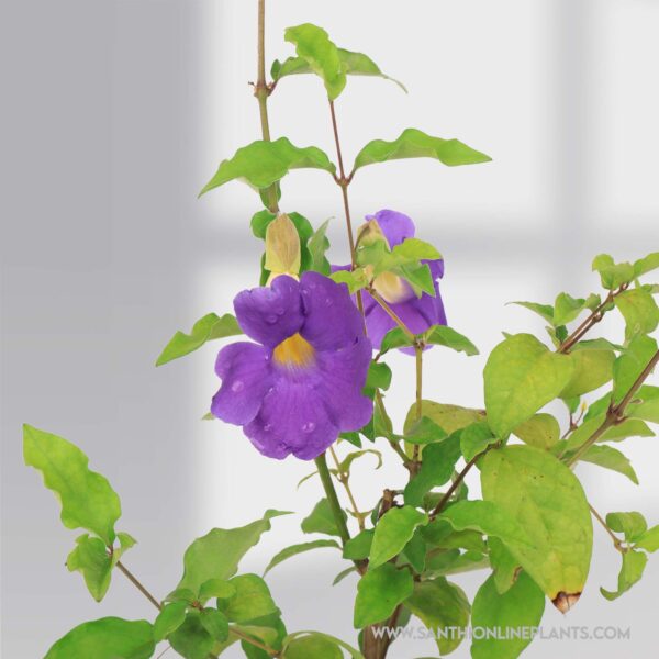 Bush Clock Laurifolia Blue