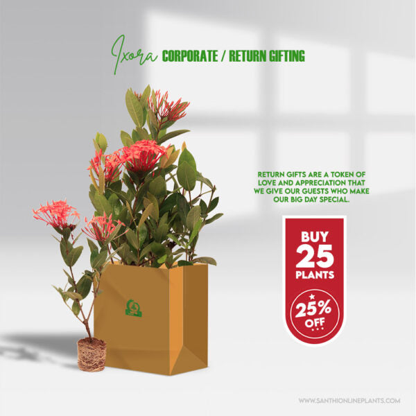 Pretty Beautiful Ixora Plants for Wedding Return Gifts
