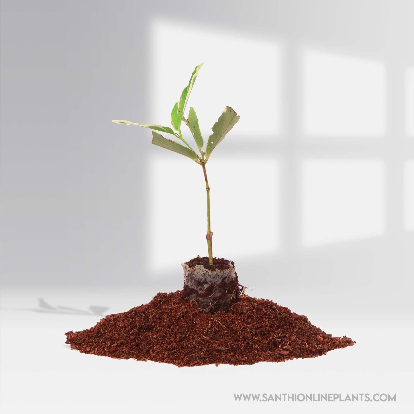 Variegated Water Apple