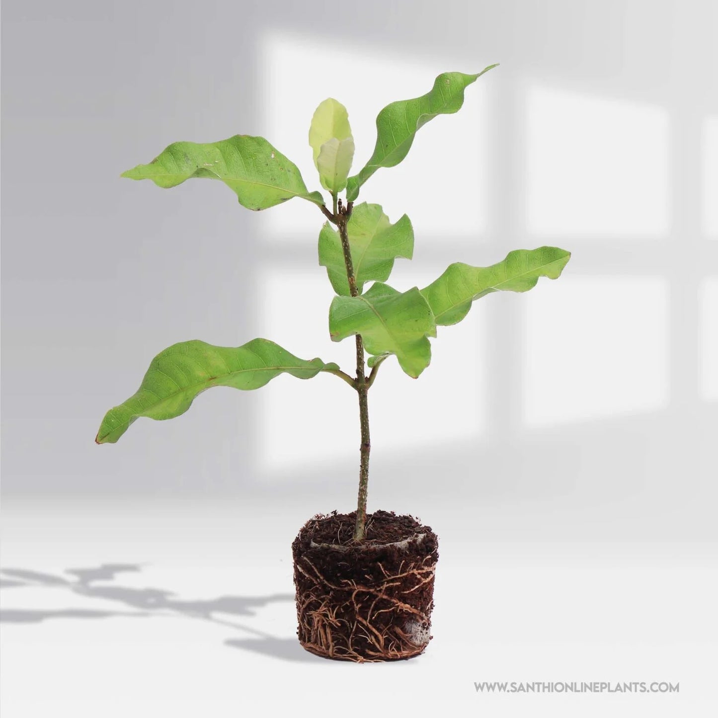 Petrea volubilis-Sandpaper Vine