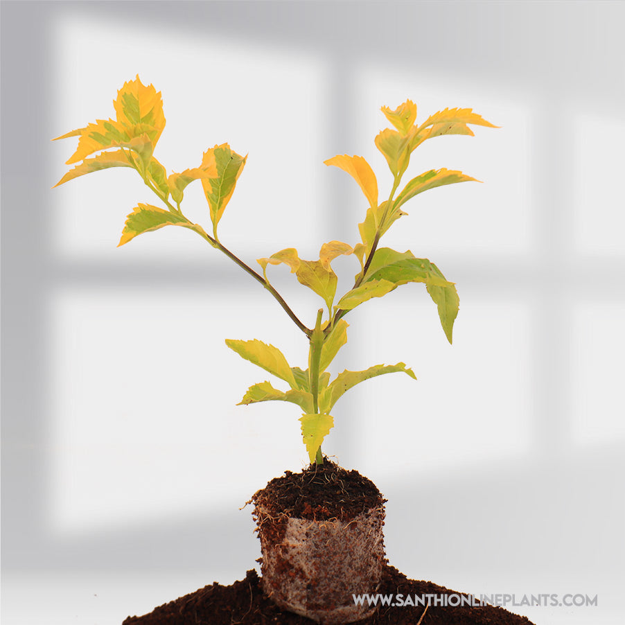 Duranta erecta 'Variegata' – Santhi Online Plants