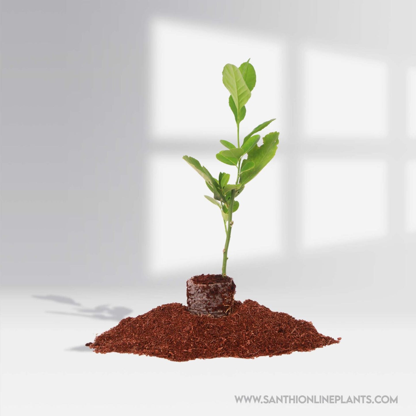 Tissue Culture lemon Plant