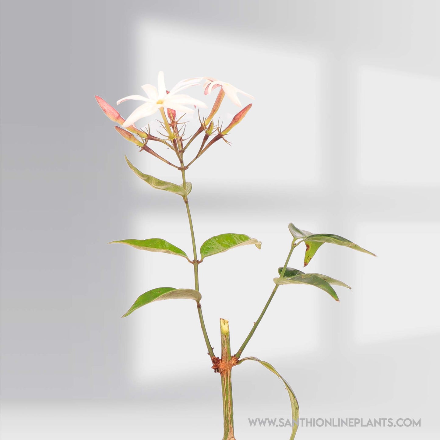 Jasminum nitidum : Beautiful Fragrance Kagattan Plant (star jasmine scented)