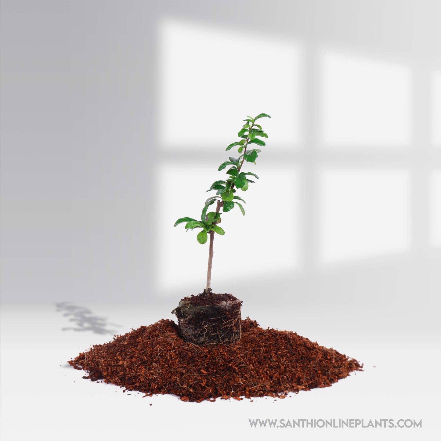 Carmona Microphylla -Fukien Tea Croton