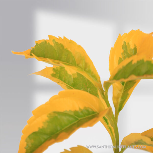 Duranta erecta ‘Variegata’