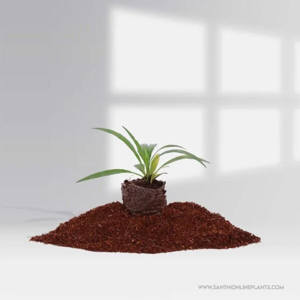 Mexican petunia Purple Showers