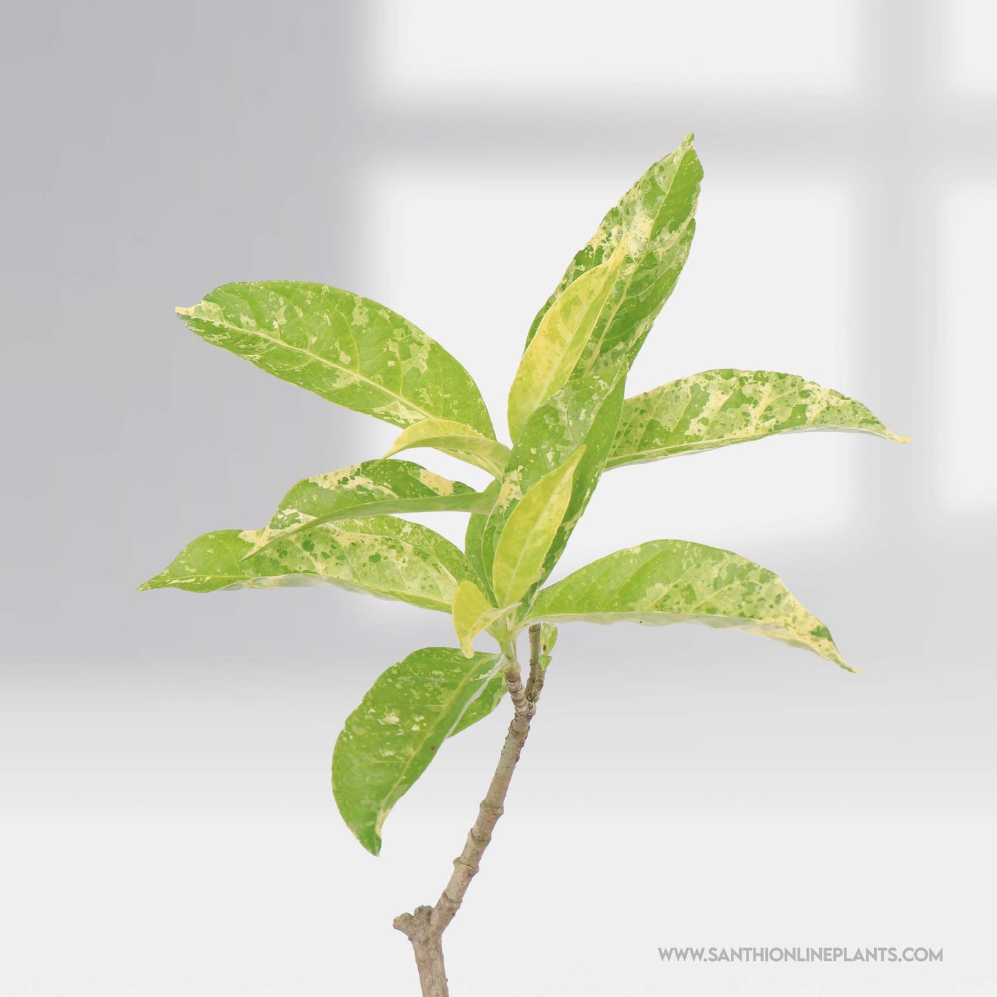 Variegated Crepe Jasmine Layered