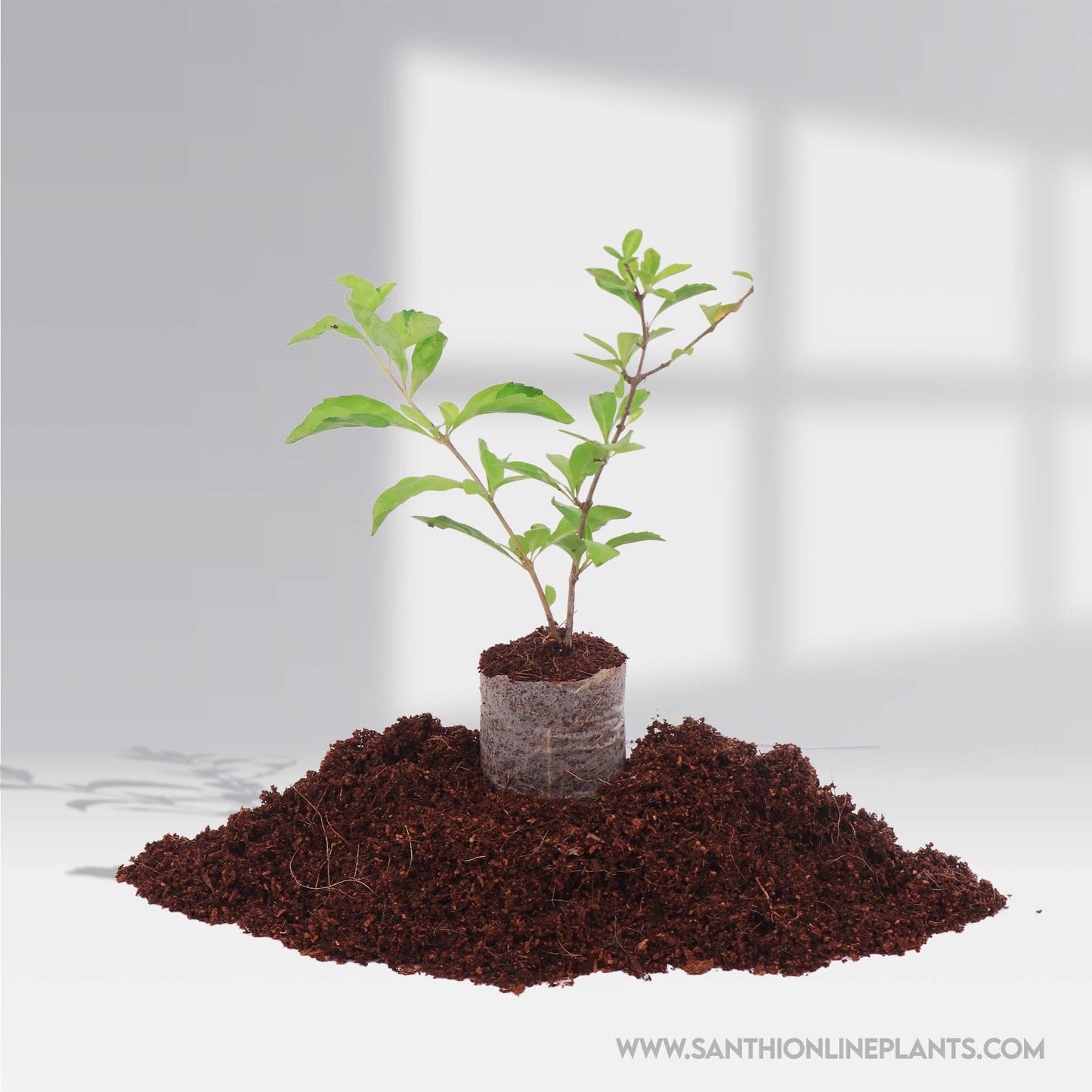 Duranta erecta-Golden Dewdrop