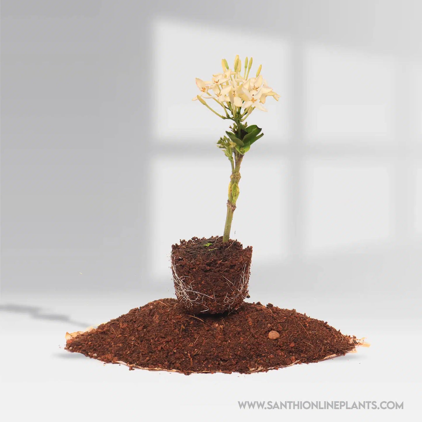 Singapuri Ixora White Plant