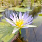 3 white-lily-plant (water lily)
