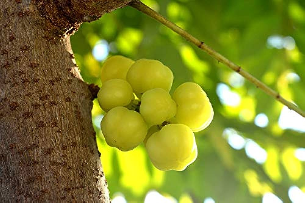 Perfect Fruitful Star Gooseberry Plant – Phyllanthus acidus