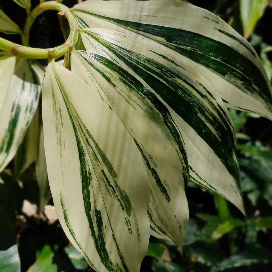 Hellenia speciosa variegated