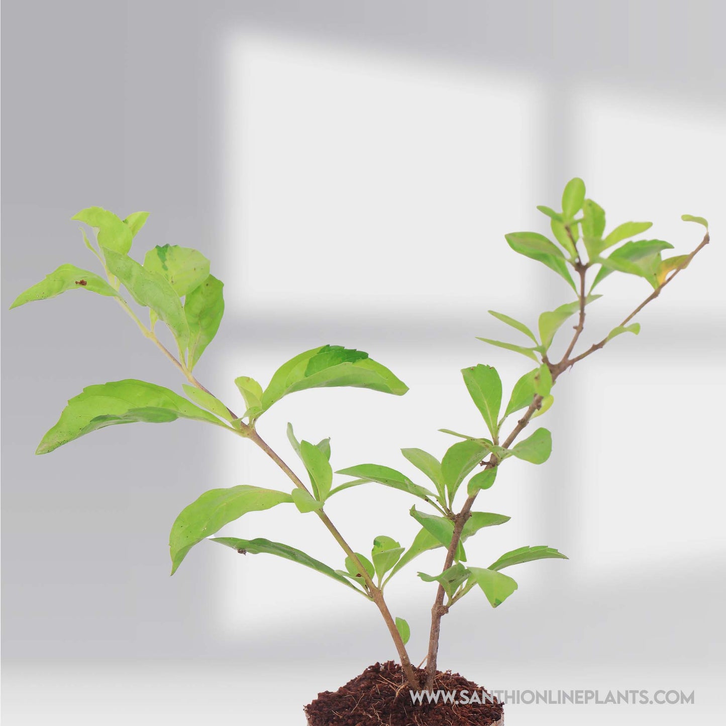 Duranta erecta-Golden Dewdrop