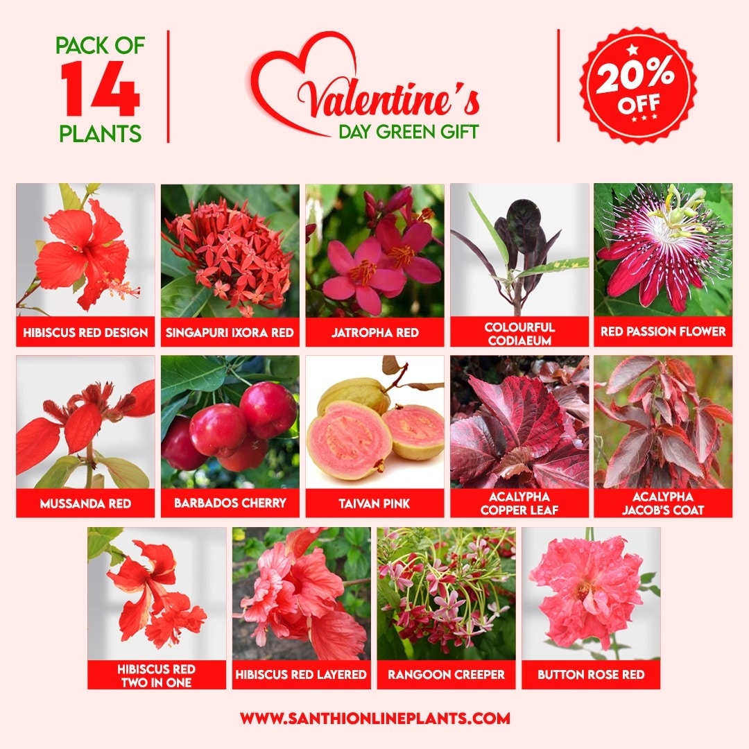 Valentines Day Green Gift