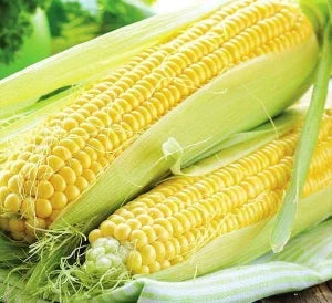 Sweet corn seed : ”The Sweet Snack With Fibre & Nurtients”