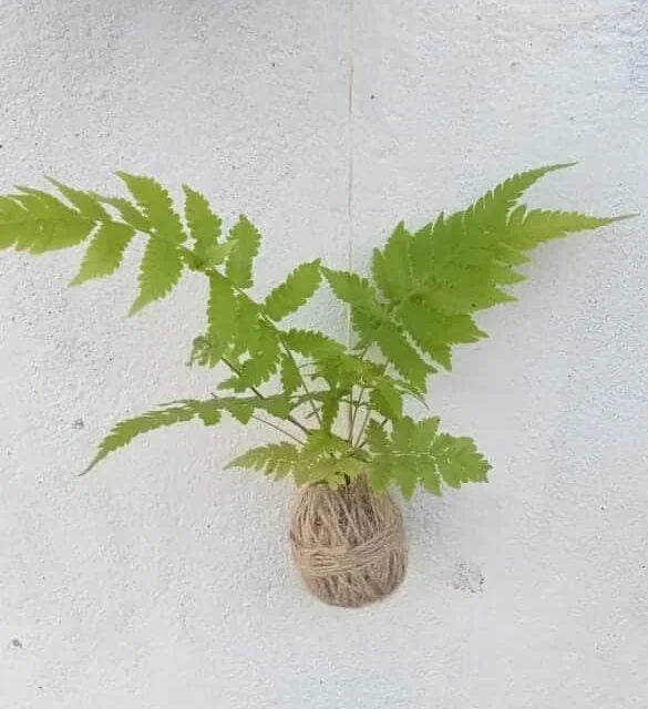 Beautiful Rabbit Foot Fern – Kokedama design