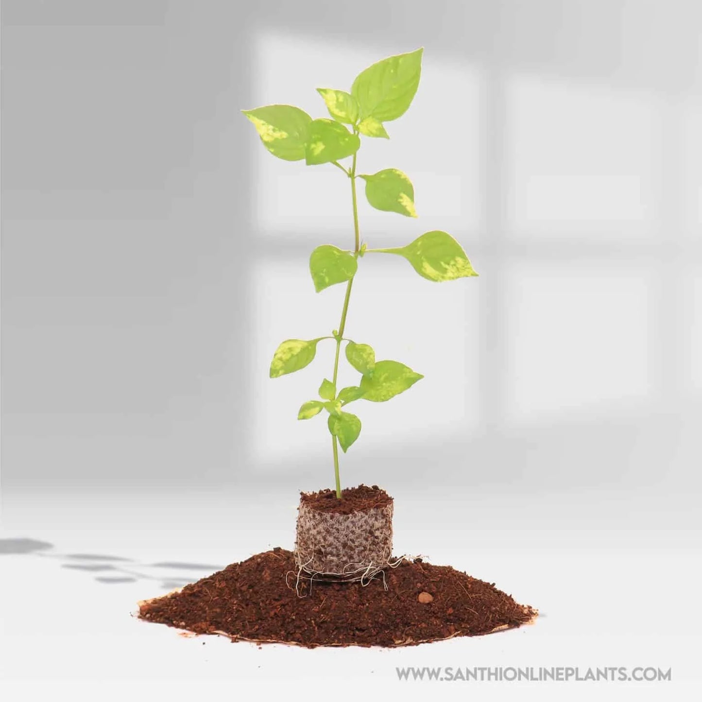 Magenta yellow variegated