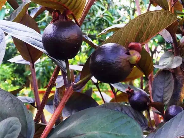 Beetroot Guava plants (Red Guava)