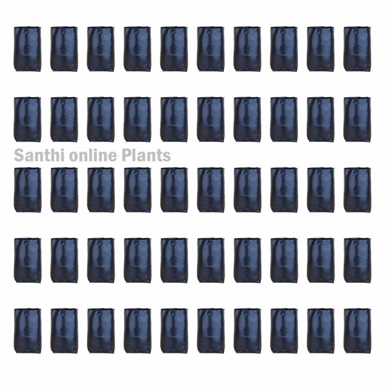 Black Cover 5*10 (Pieces: 50)