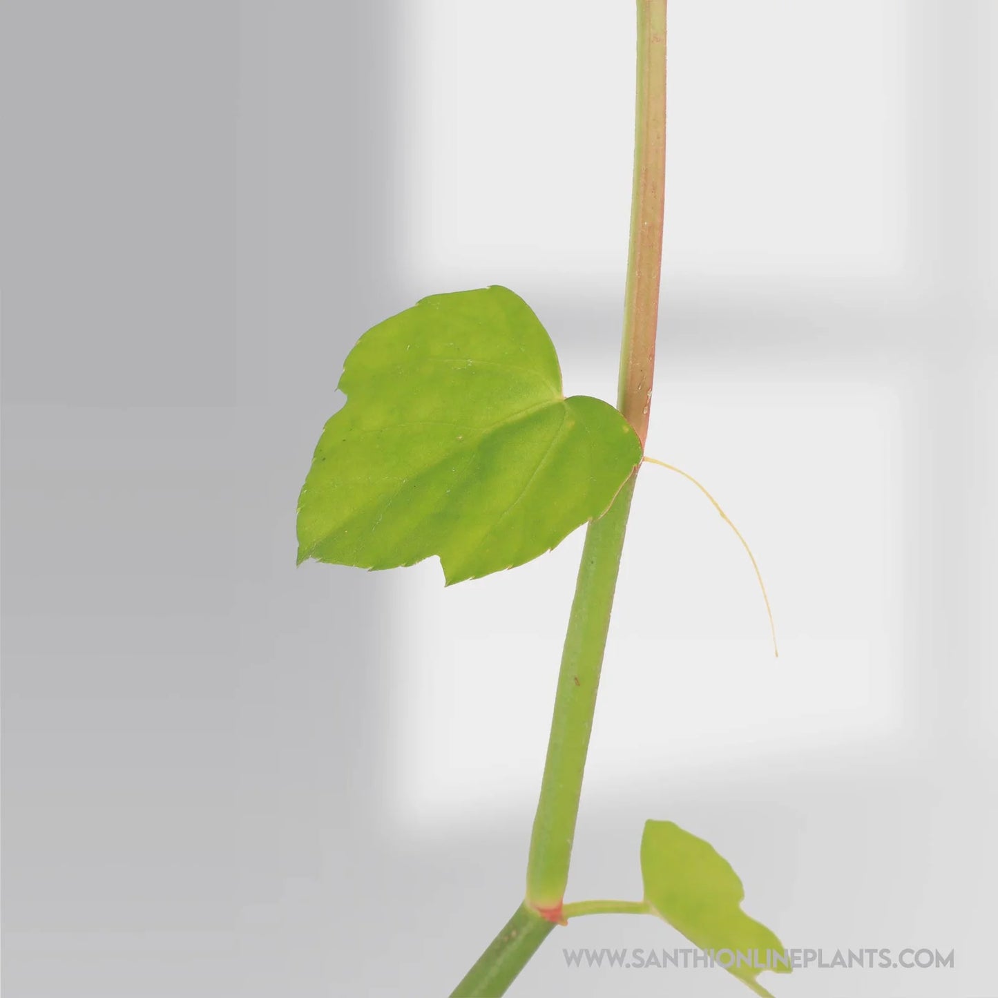 Uruttu Pirandai – Creeper