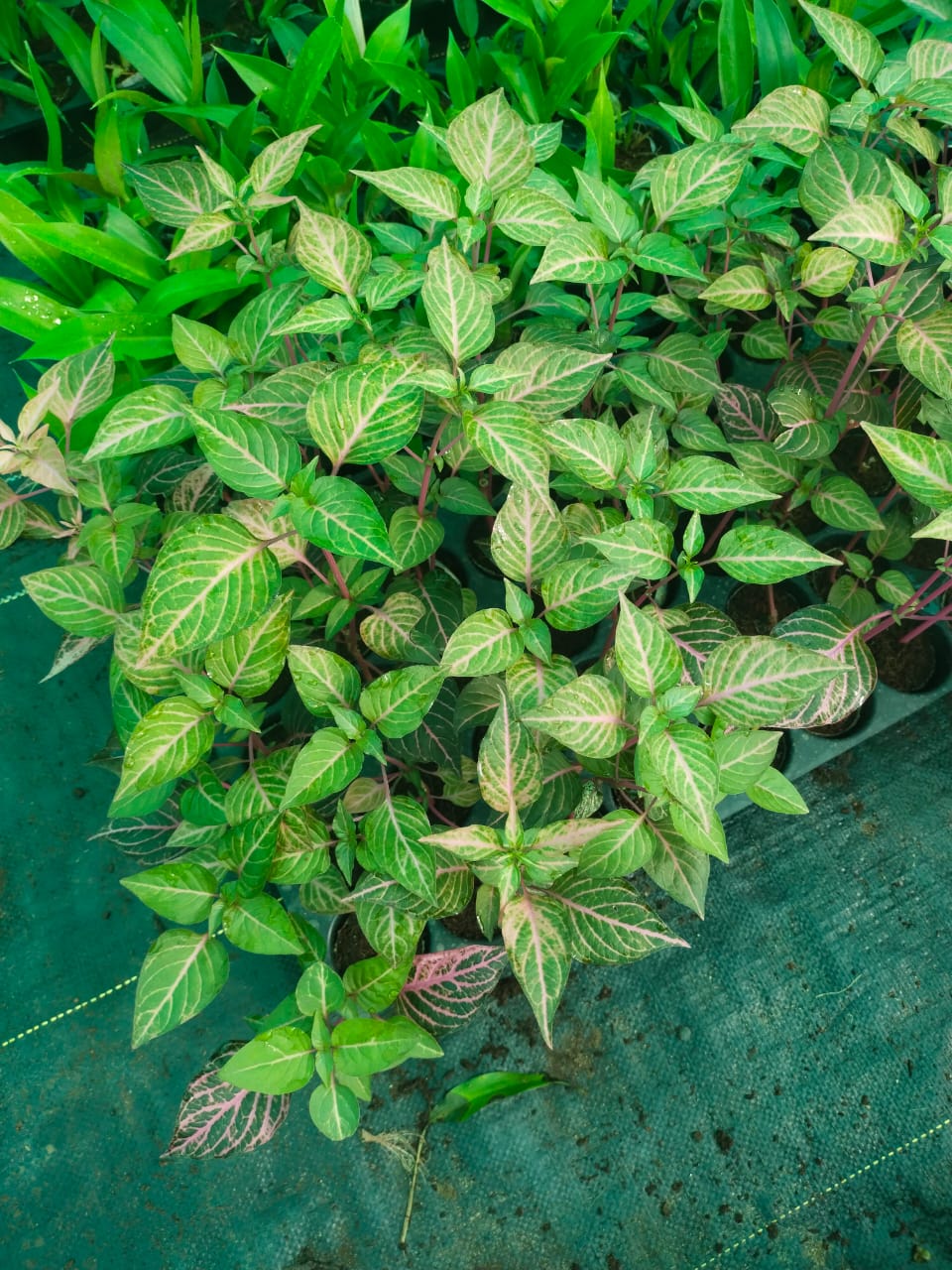 chicken gizzard plant indoor Iresine 'Chicken Gizzard' Plant Green – Santhi Online Plants