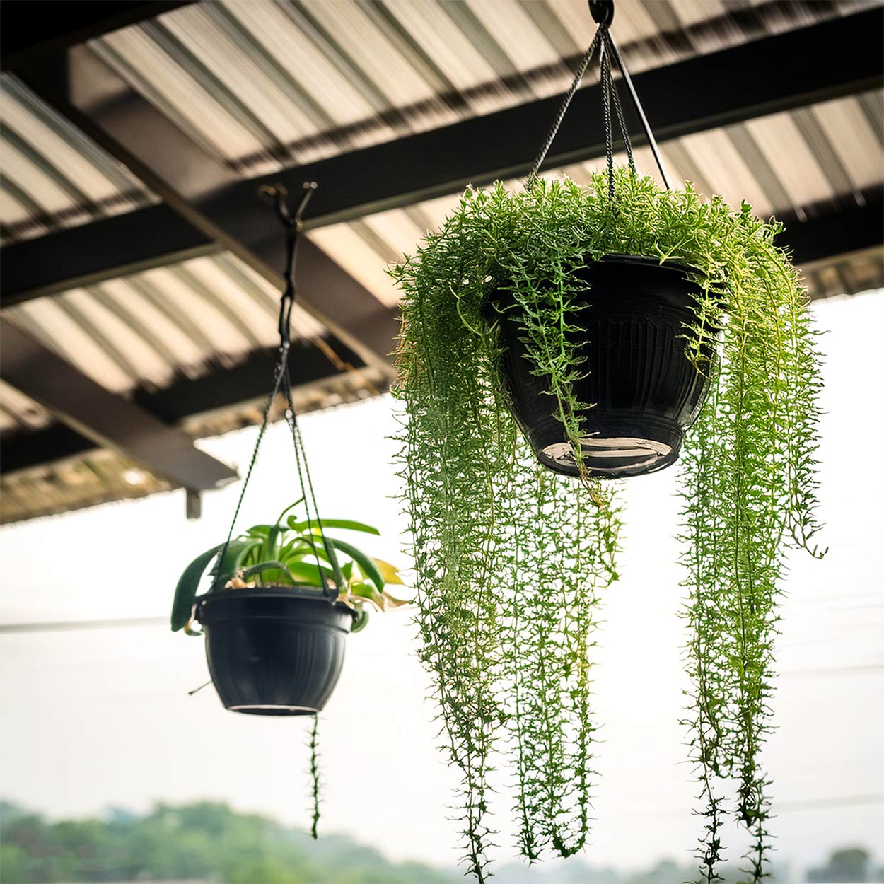 9 HANGING BLACK (Pieces: 5)