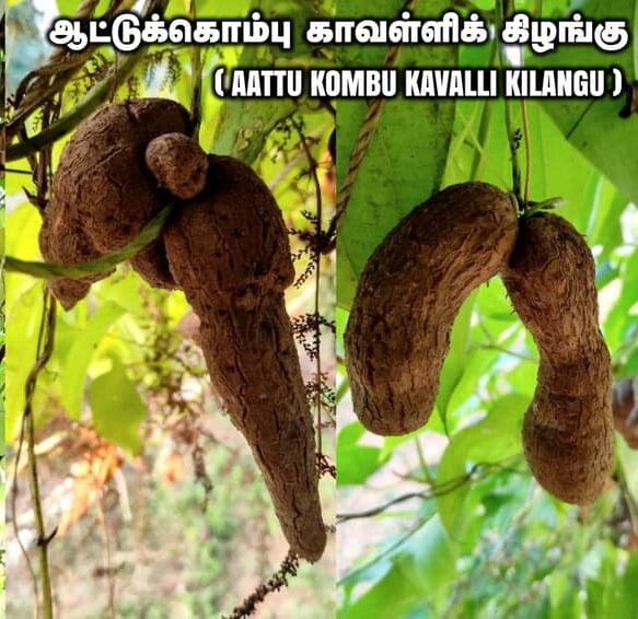 Super Aattu kombu kavalli kilangu plant – dioscorea sp