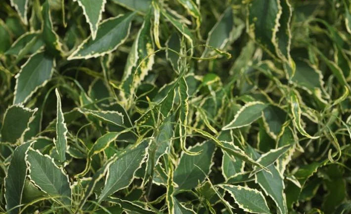 Acalypha Godseffiana Heterophylla