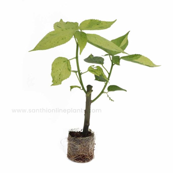 Acalypha ‘Kona Gold ‘Plant