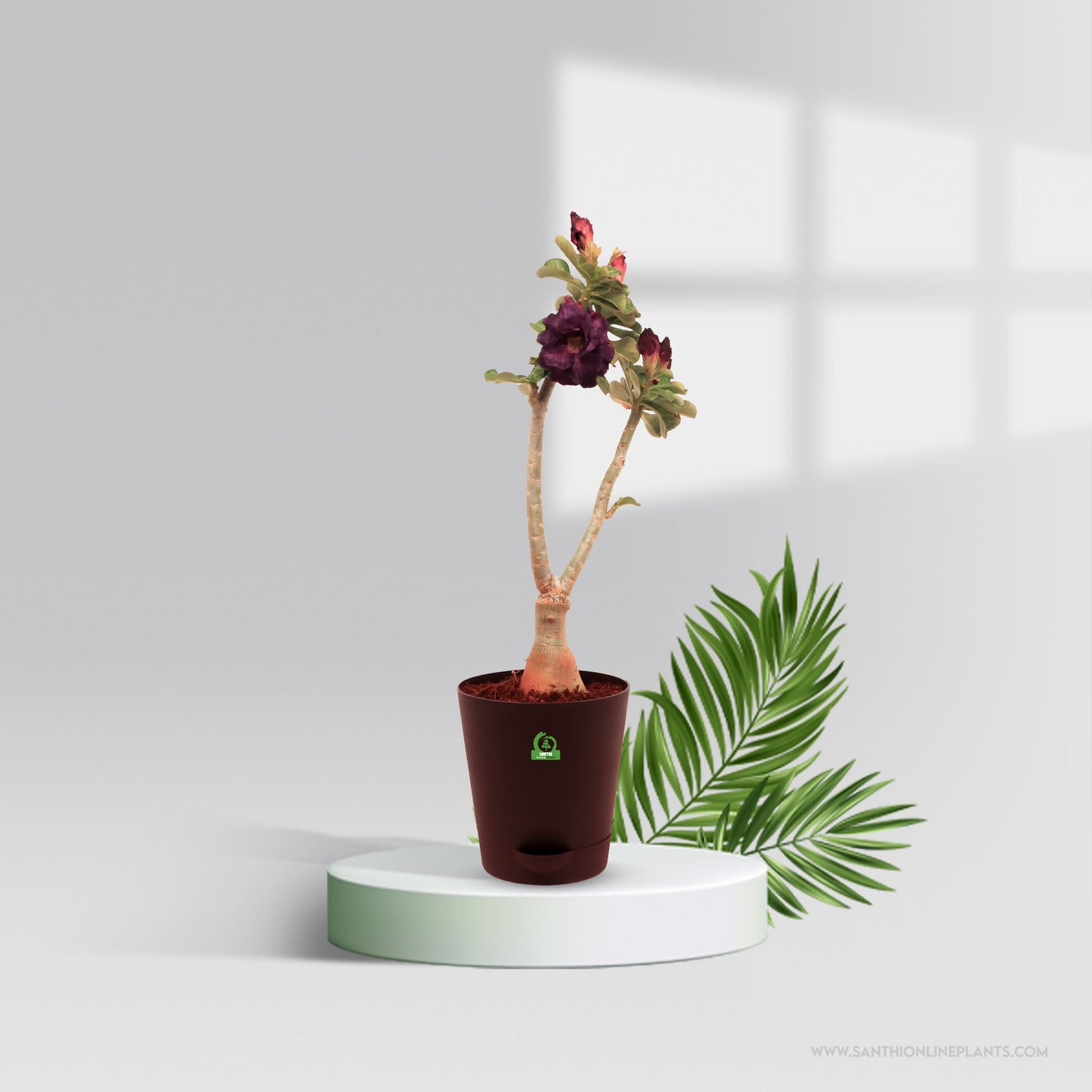 Adenium ‘Ocean Blue’