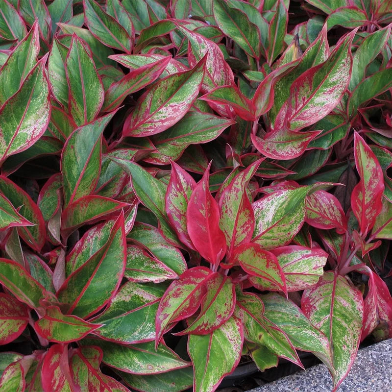 Aglaonema Lipstick Plant – Santhi Online Plants