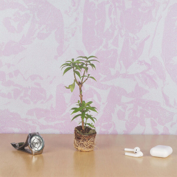 Allamanda bush yellow Plant