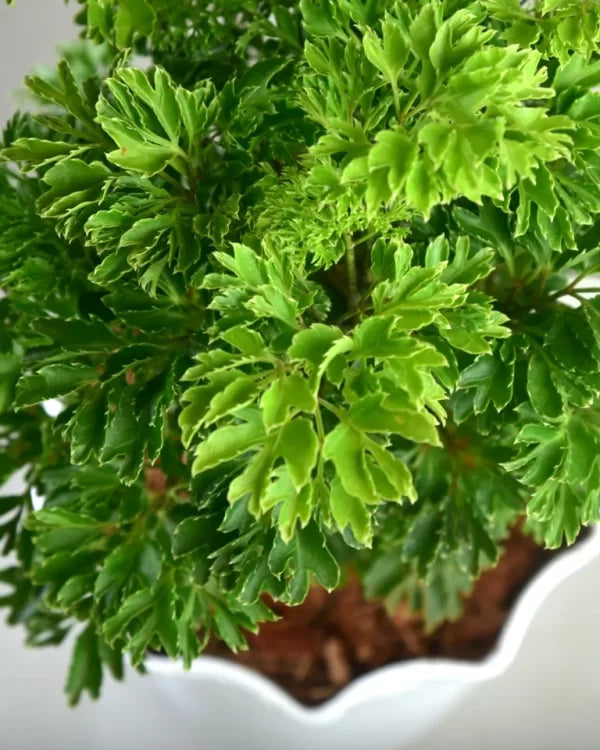 Parsley Aralia Plant