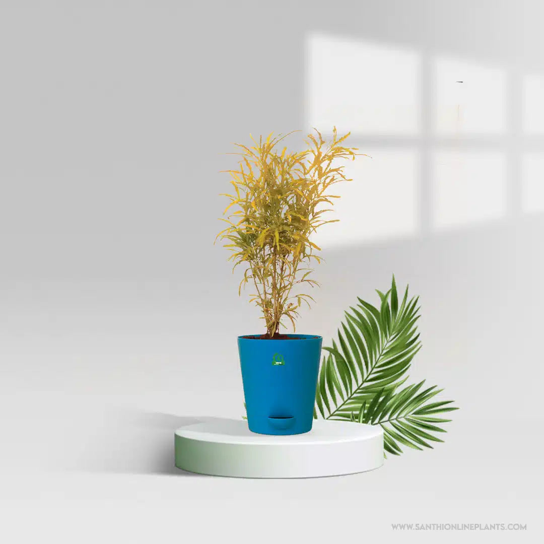 Pot Plant