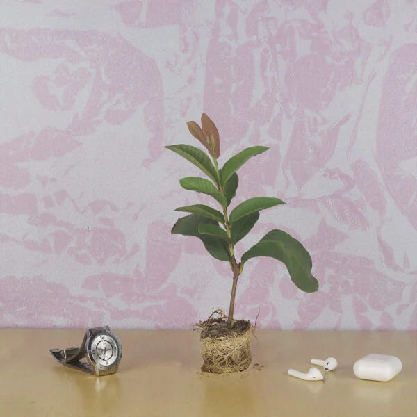 Excellent Arka Kiran Guava (Pink Koiyya Plant)