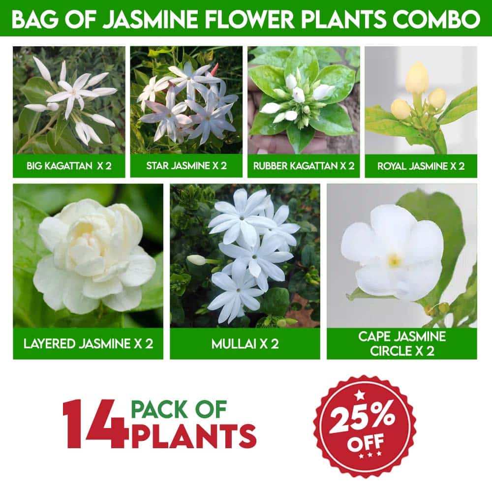 Bag of Kagattan & Jasmine Combo