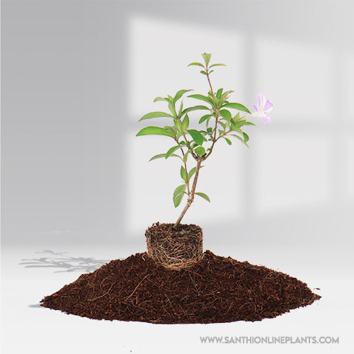 Barleria Cristata : Perfect Lavender Stipped Design