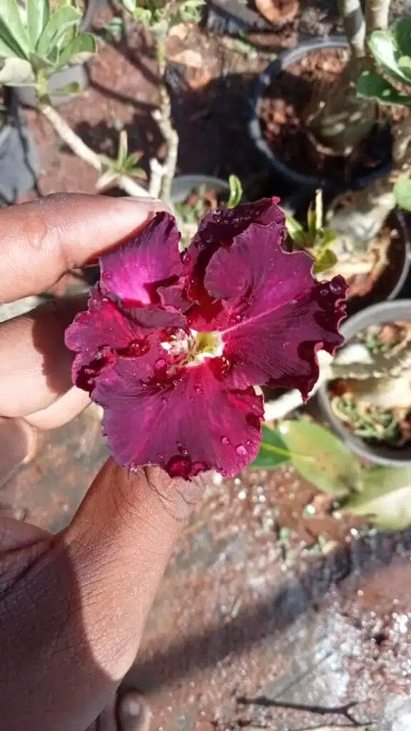 Beautiful Adenium Blue Thep – maroon color flowers