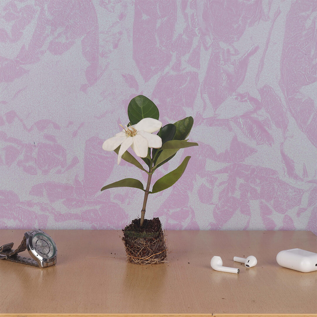 Big Parijatham Plant (Big Gardenia)