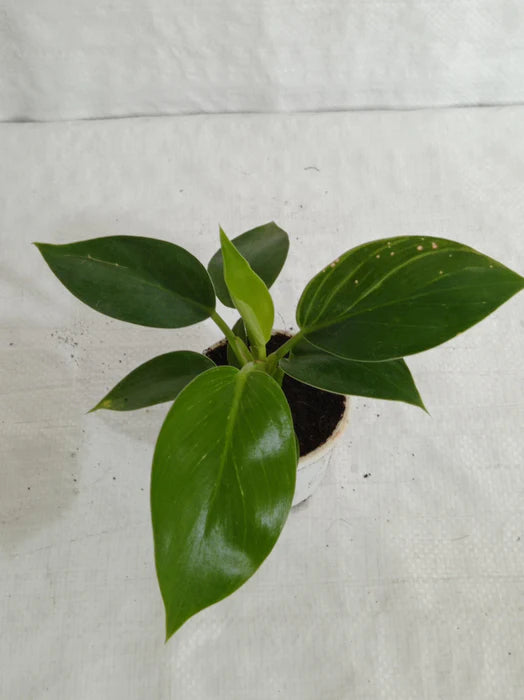 philodendron green princess vs birkin Philodendron Birkin Green – Santhi Online Plants