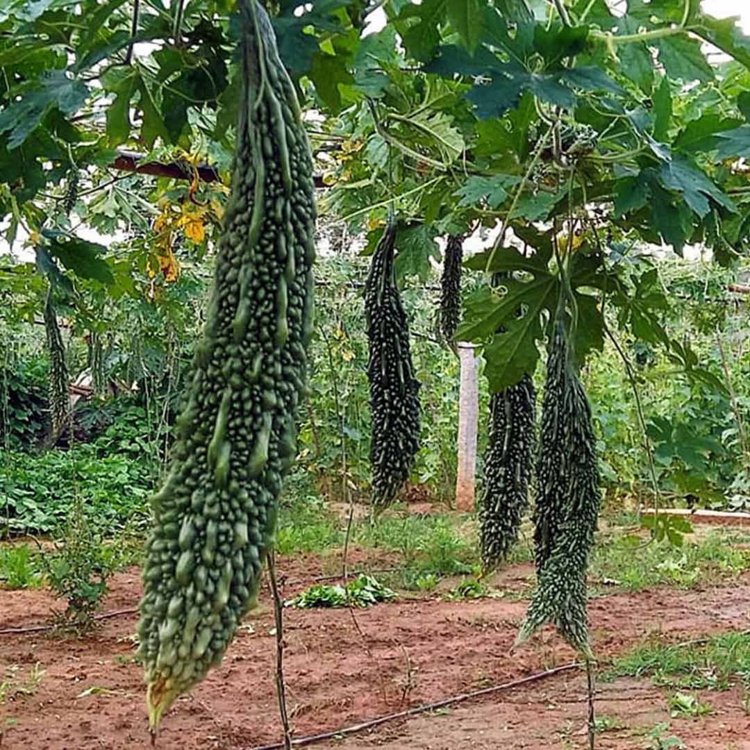 Bitter Gourd plant