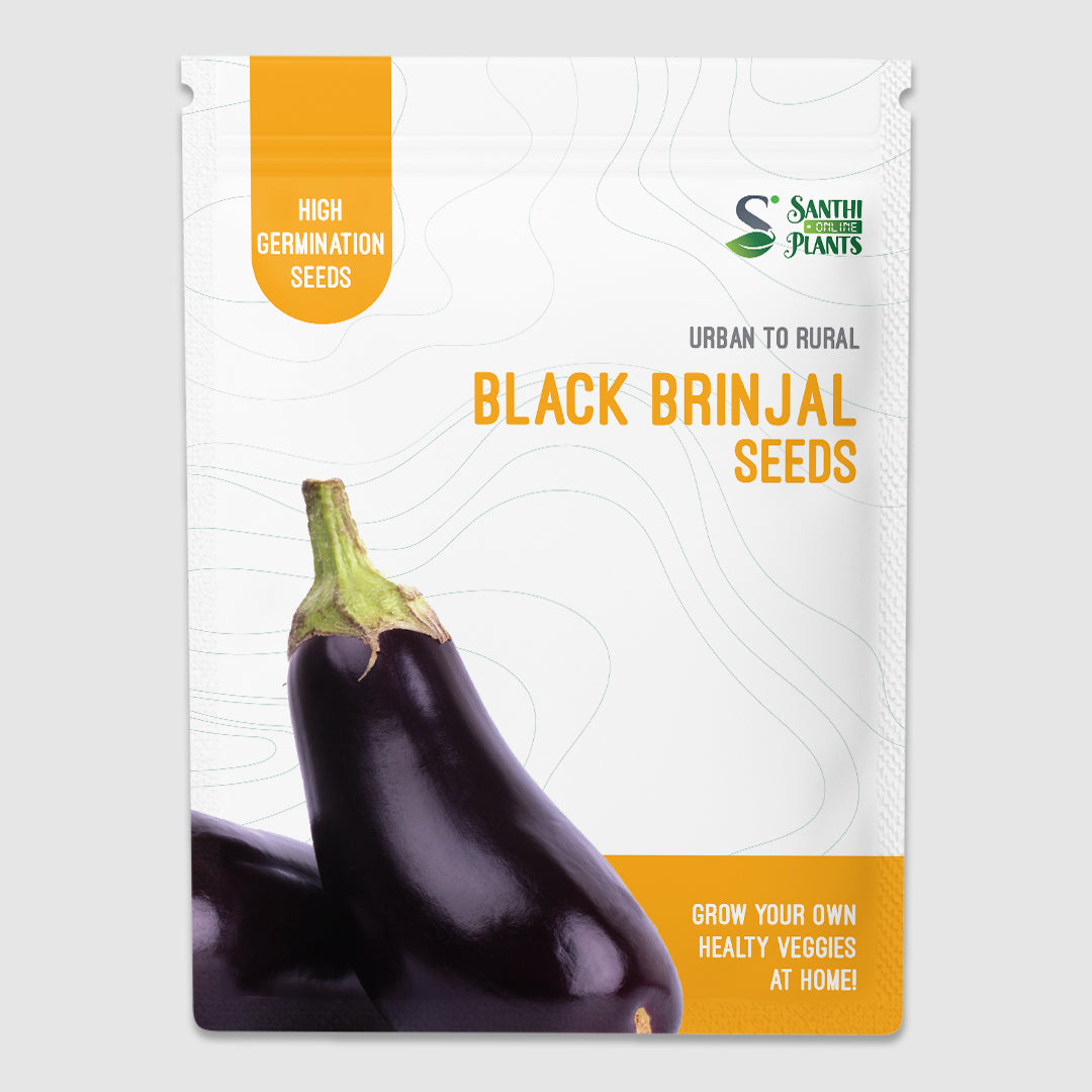 Black Brinjal Seeds