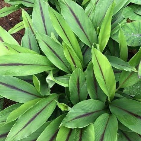 Black Turmeric-Karumanjal