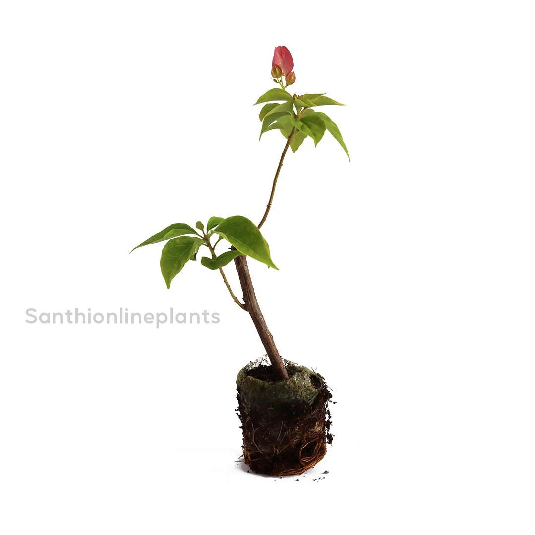 Bougainvillea Pink Plant