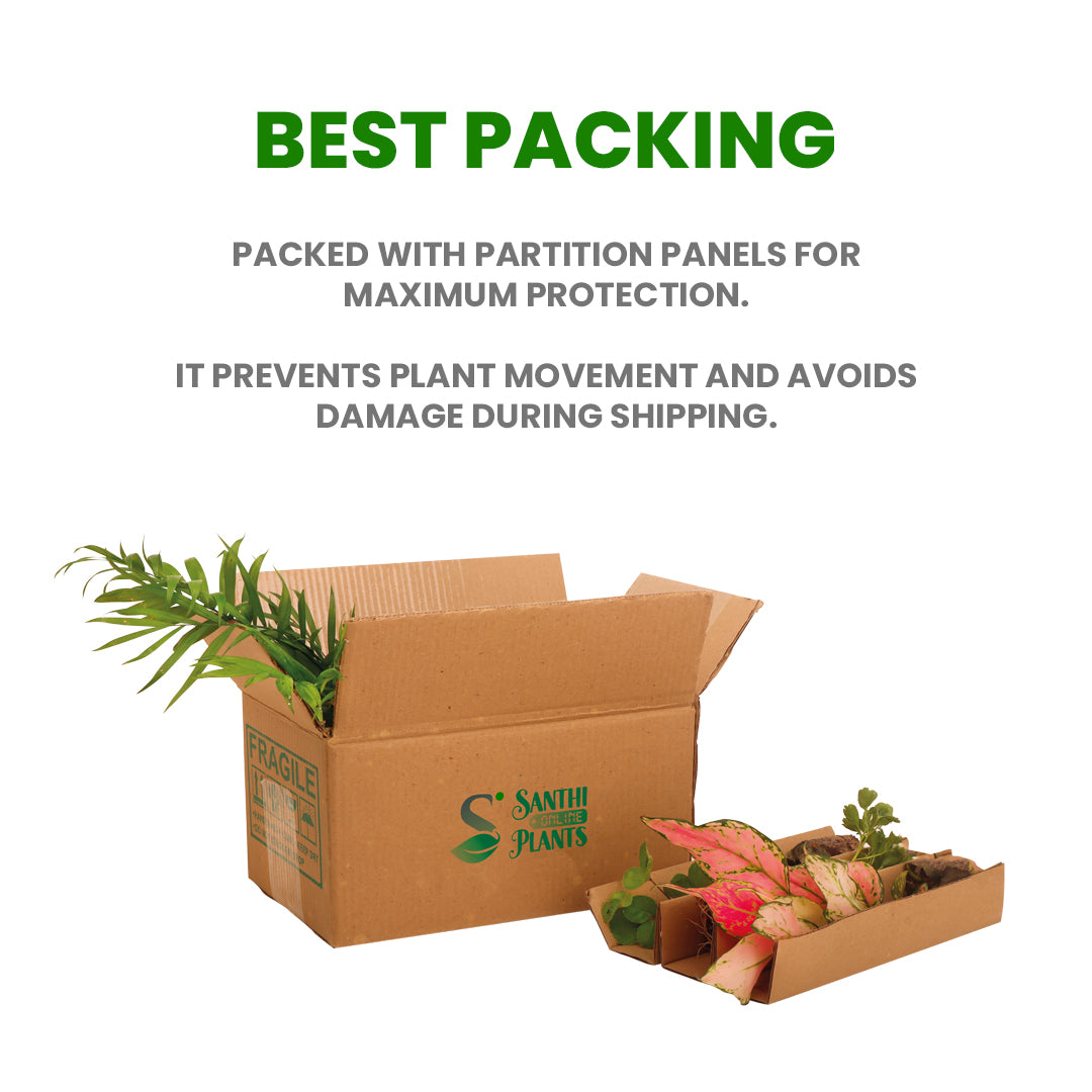 Penta Syngonium Plants Combo – Pack of 7 Live Indoor Air Purifying Plants for Home & Office